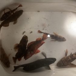 寒グレとカサゴとメバル