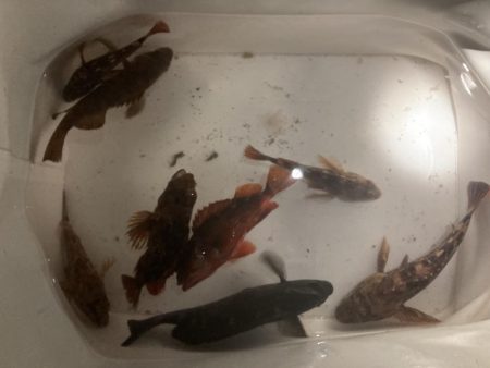 寒グレとカサゴとメバル