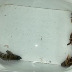 ファミリー初釣り