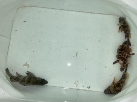 ファミリー初釣り