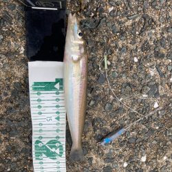 シロギス狙いのポイントチェック