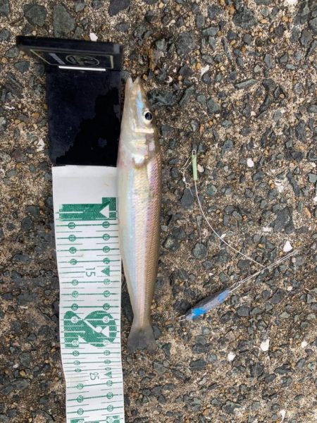 シロギス狙いのポイントチェック