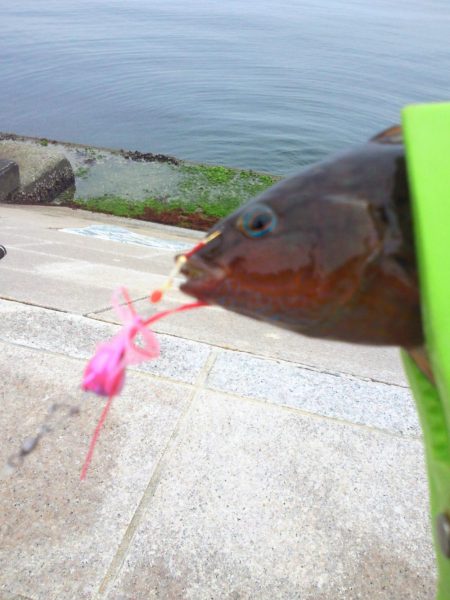 4時間粘って1匹しか釣れませんでした