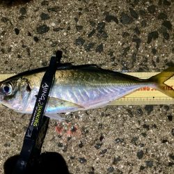 再チャレンジ中アジ探し