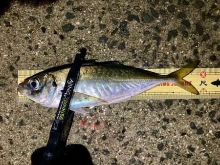 再チャレンジ中アジ探し