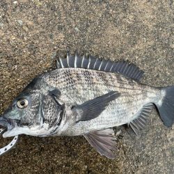 雨の降る中おチヌさん