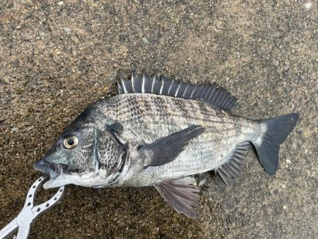 雨の降る中おチヌさん