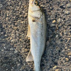 バースデイ シーバス