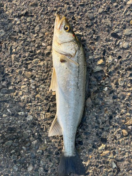 バースデイ シーバス