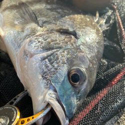 ヘチってきました