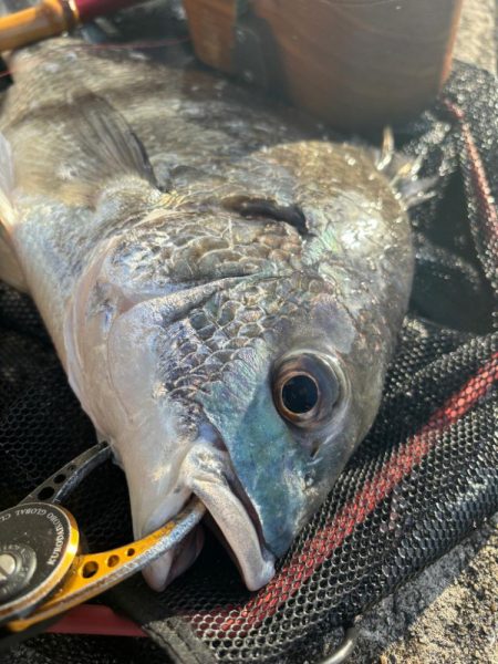 ヘチってきました