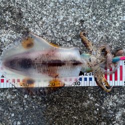 今年初エギング 三重遠征