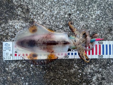 今年初エギング 三重遠征