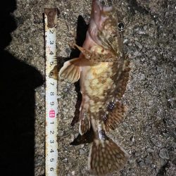 またも、厳しかった…