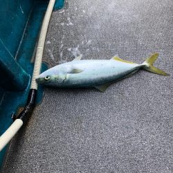 ハマチキャスティング