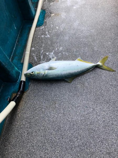 ハマチキャスティング