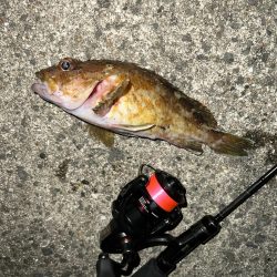 久しぶりのアジング