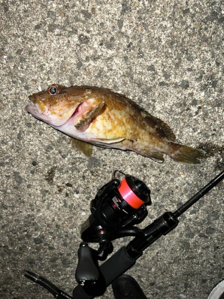 久しぶりのアジング