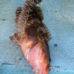 タイラバでデカアコウ