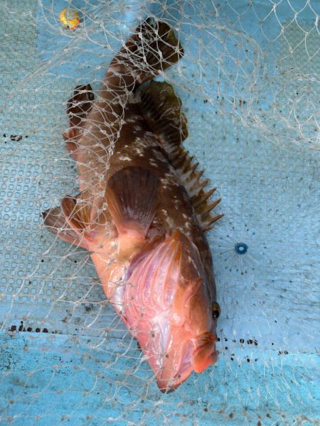 タイラバでデカアコウ