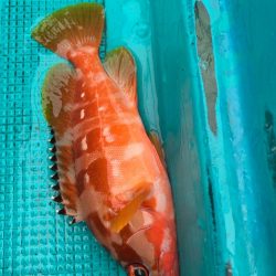 渋い中なんとかボウズのがれ