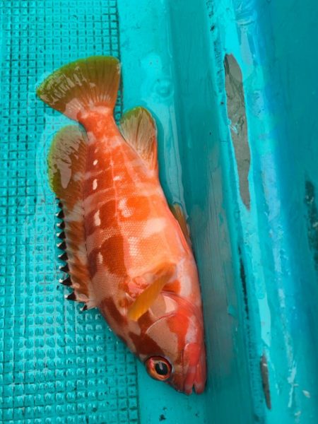 渋い中なんとかボウズのがれ