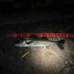 あと数cm及ばずも、連続の大物ゲッツ★