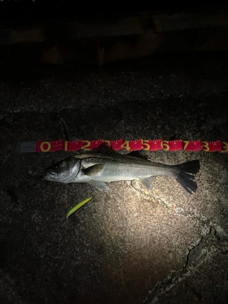 あと数cm及ばずも、連続の大物ゲッツ★