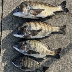 おチヌさんノッコミ中です