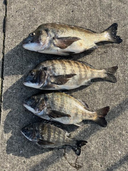 おチヌさんノッコミ中です