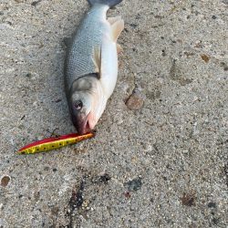 シーバスはどこにいったのか⁉️