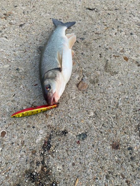 シーバスはどこにいったのか⁉…