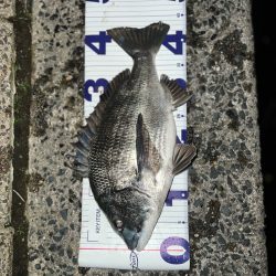 ノッコミチヌ!!