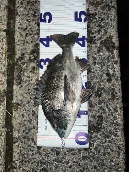 ノッコミチヌ！！