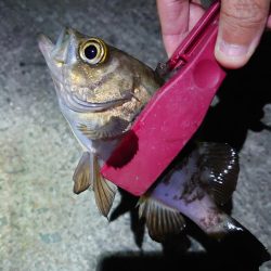 灘浜メバリング