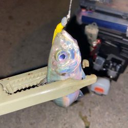 半年ぶりの釣行