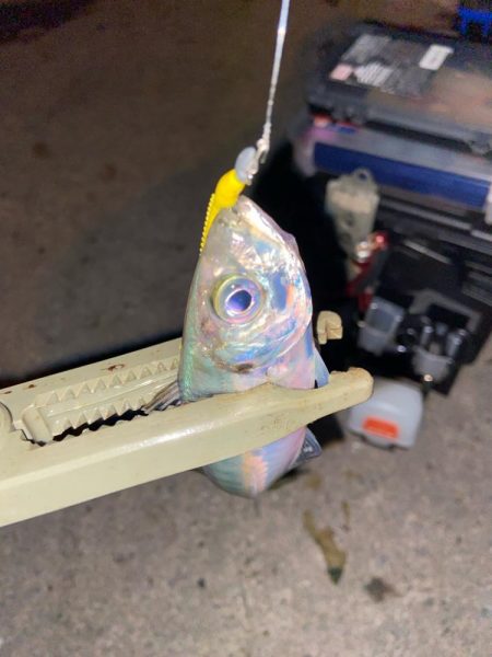 半年ぶりの釣行