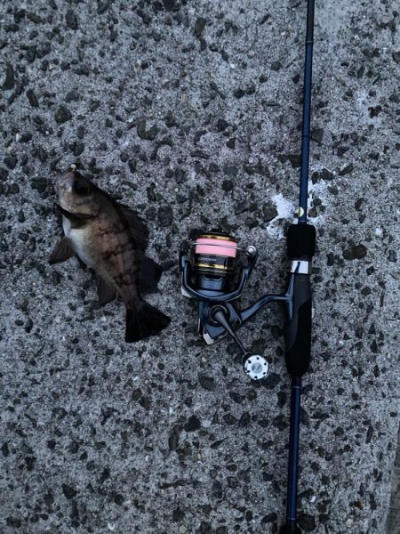 アジまったくいーひん