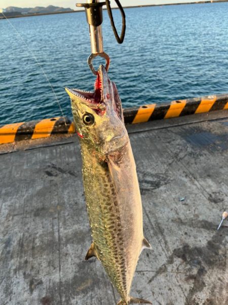 サワラまであと少し😩