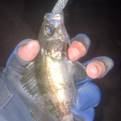 メバルプラッキング