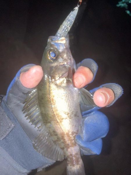 メバルプラッキング