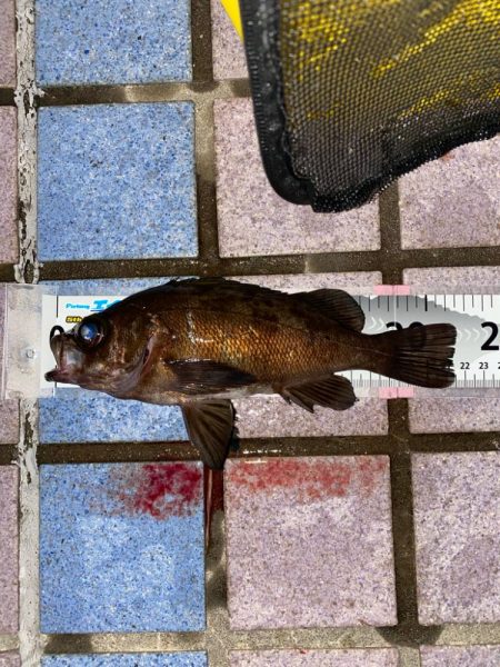 メバルプラッキング