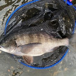 日中から暖かく