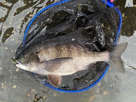 日中から暖かく