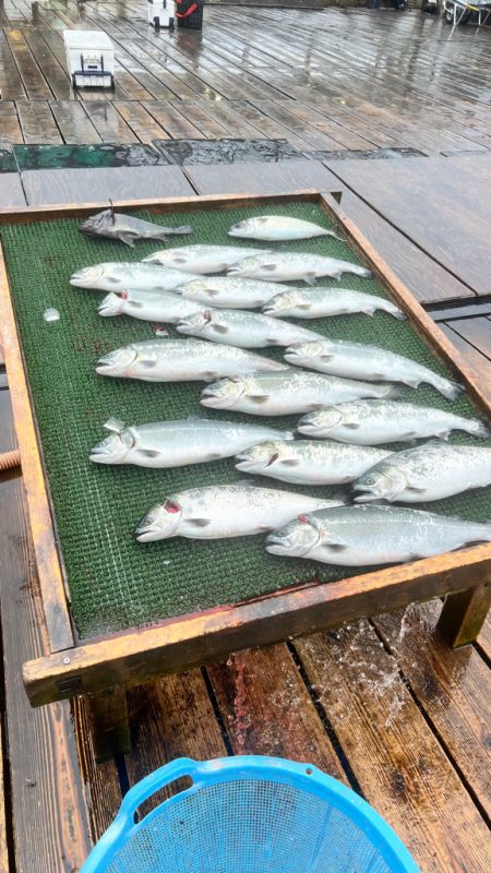 サーモン/脈釣り