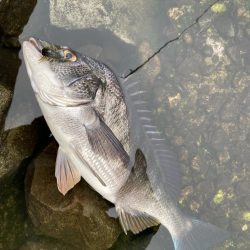 雨上がりチニング