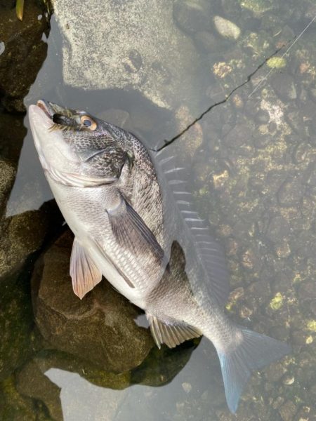 雨上がりチニング