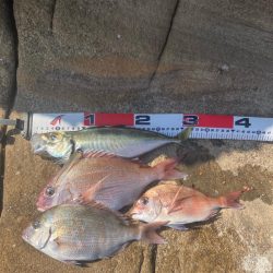 田辺の沖磯でカゴ釣り