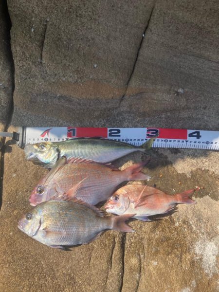 田辺の沖磯でカゴ釣り