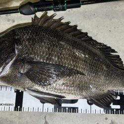 ガシラ狙いでチヌ